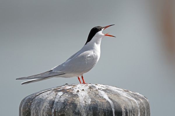 tern-6178544_1920