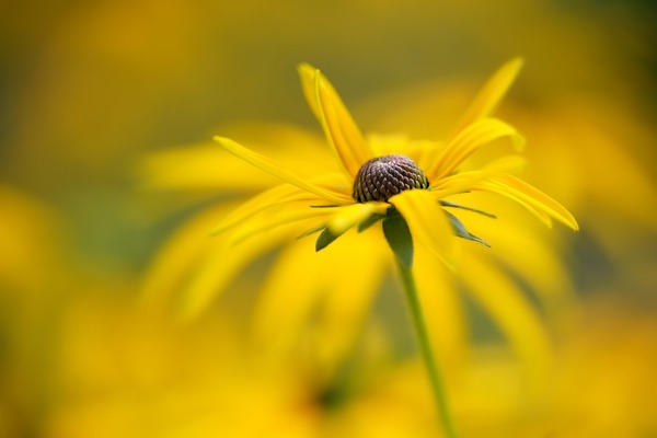 flower-6607529_1920