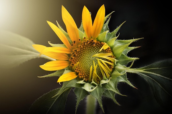 sunflower-3113318_1280