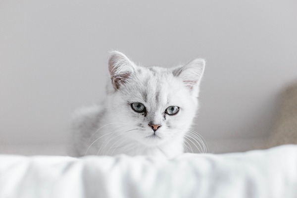 cat-6309964_1920