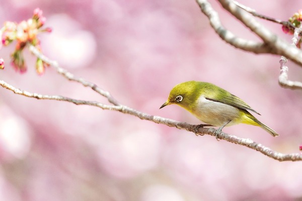 japanese-white-eye-6178082_1920