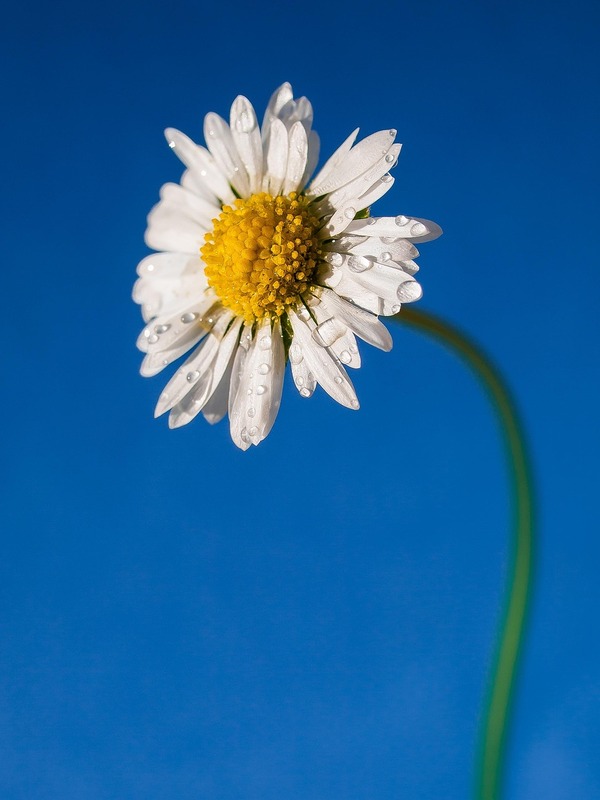 daisy-8476666_1280