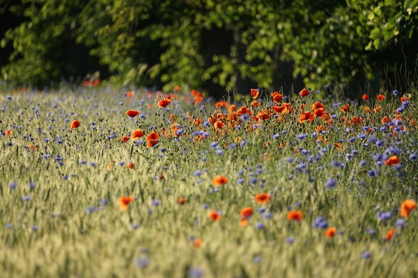 flowers-g968351548_1920