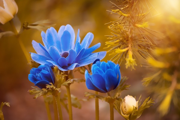 anemone-2396299_1920
