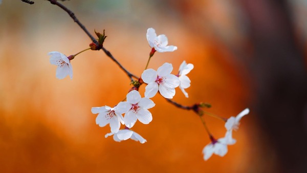 cherry-blossom-7922329_1280