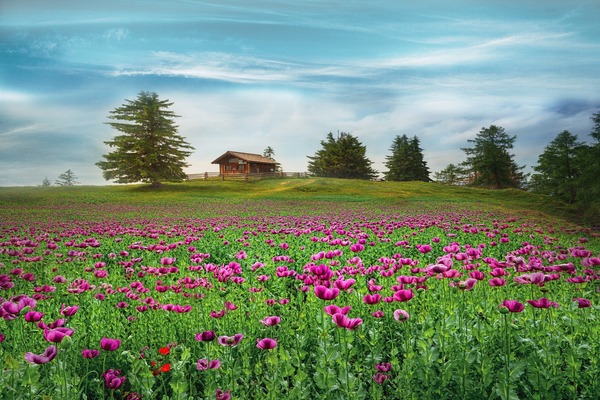 landscape-4821659_1920 (1)