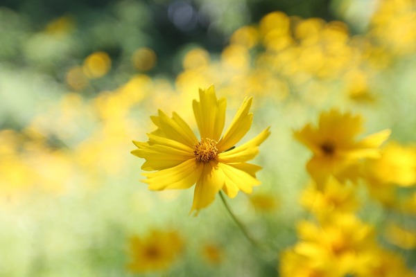 flowers-5443922_1920