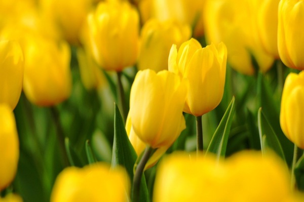 tulips-9536635_1280