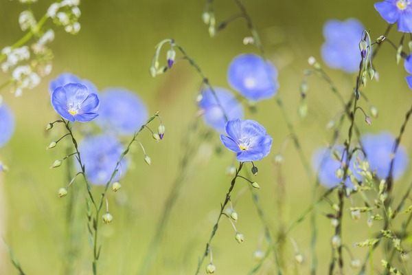 blue-flax-5200811_1920