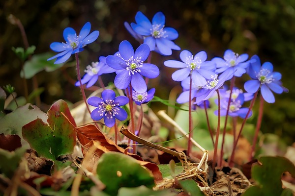 flower-3204966_1920