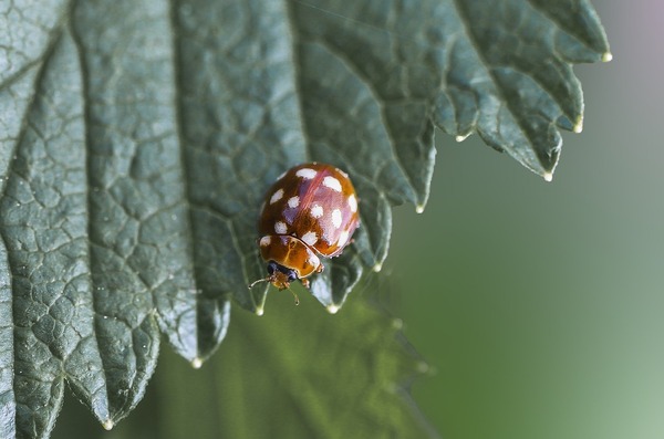 leaf-5648443_1920
