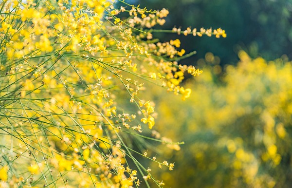 flower-4504952_1920