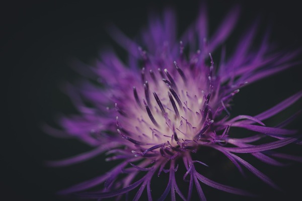 purple-flower-6620617_1280