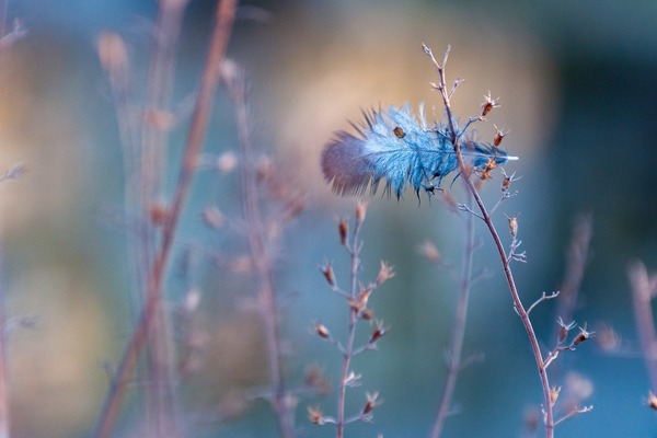 feather-g051b229a9_1920