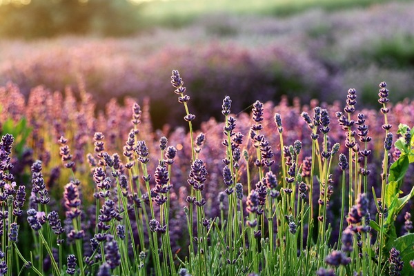 lavender-gc9a4bbdaf_1920