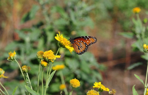 anselmo7511-butterfly-10096917_1280
