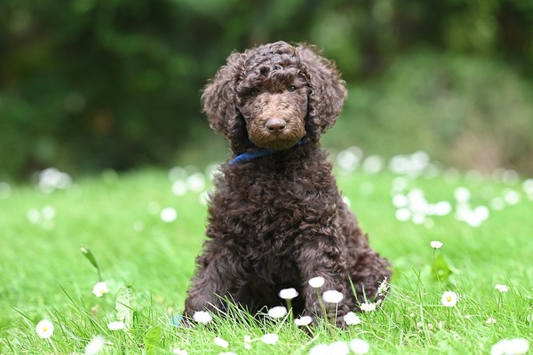 royal-poodle-aurelio-10023295_1280