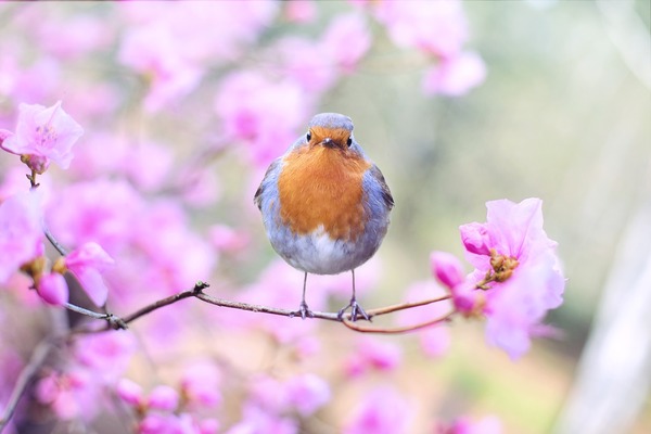 spring-bird-2295436_1920