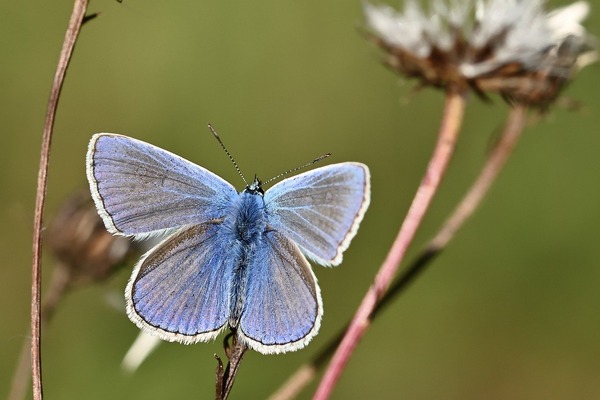 common-blue-8285440_1280