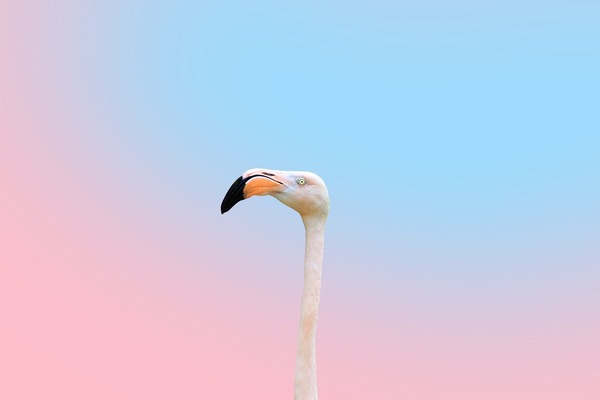 bird-g812f00e54_1920