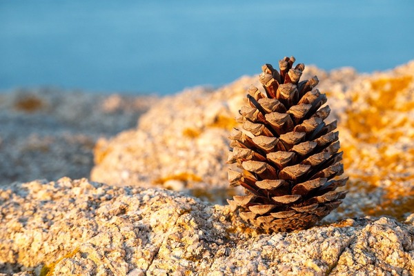pine-cones-9768792_1280