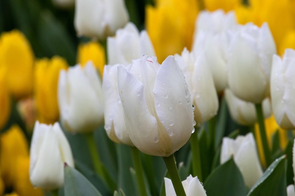 flowers-g552090aee_1920