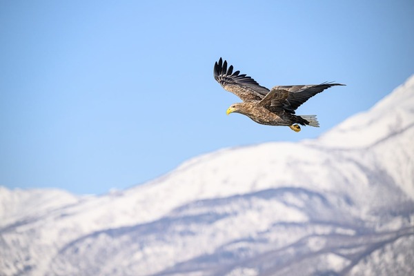 pen_ash-white-tailed-eagle-10238352_1280