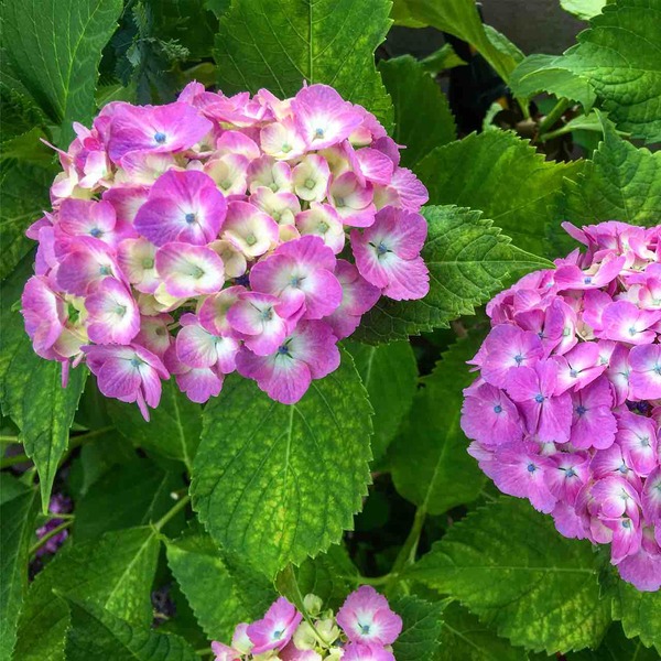 庭の紫陽花