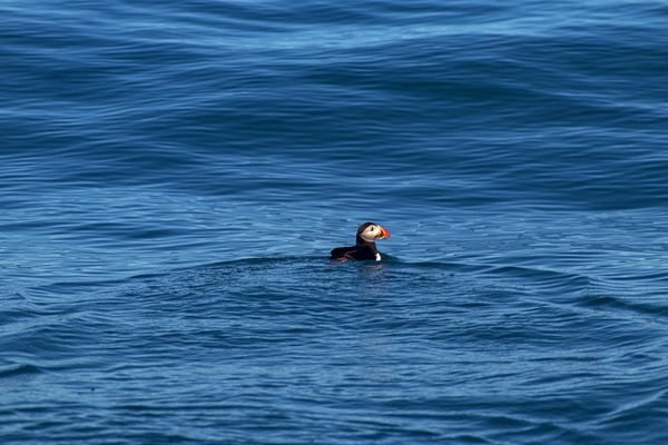 puffin-7739242_1280