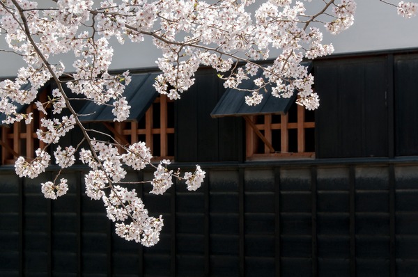 cherry-blossoms-301253_1920