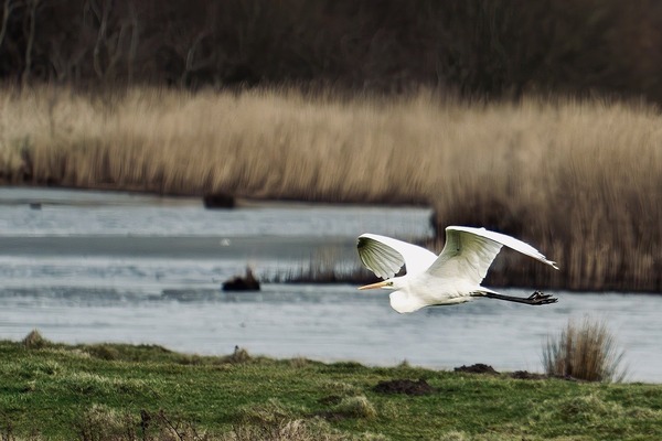 great-white-heron-8555232_1280