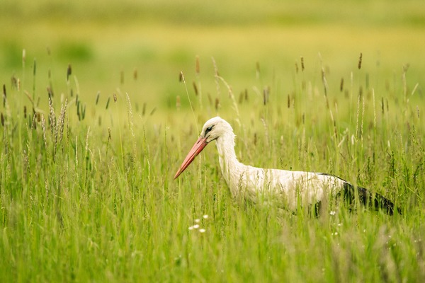 stork-6327150_1920