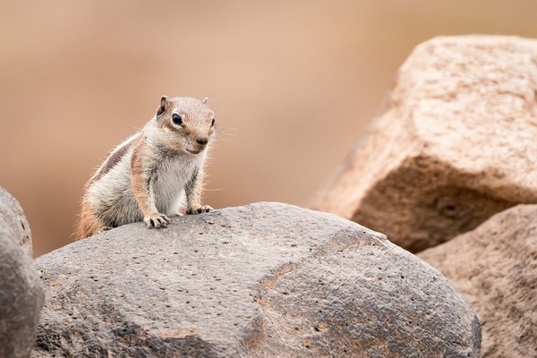 chipmunk-5675631_1920