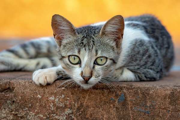 animal-g1a740b3af_1920