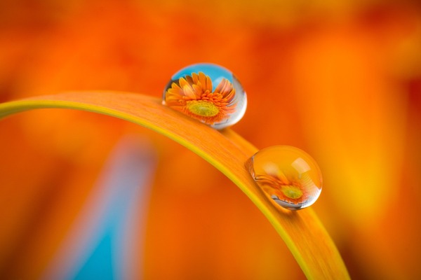 flower-gab204430e_1920