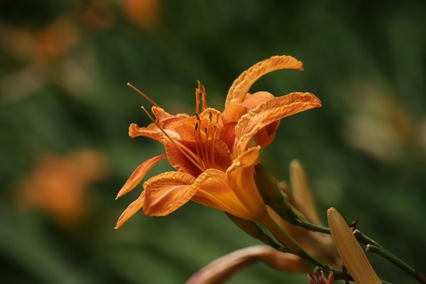 daylily-7390789_1280