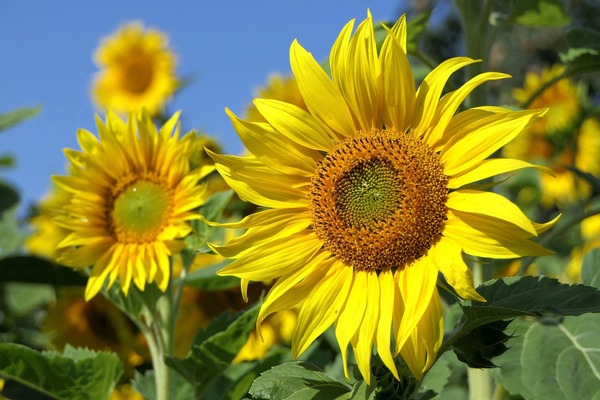 sunflowers-3526901_1280