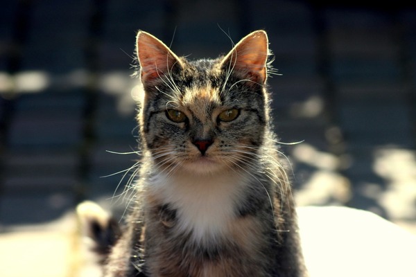 cat-4339566_1920