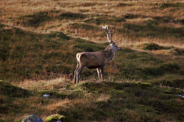 deer-5691010_1920