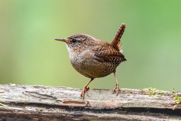 eurasian-wren-7984650_1280
