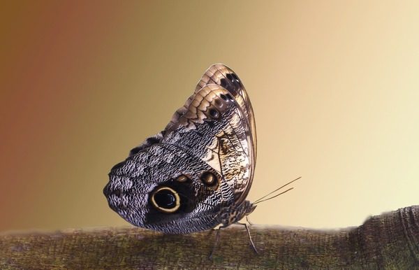 butterfly-5546907_1920