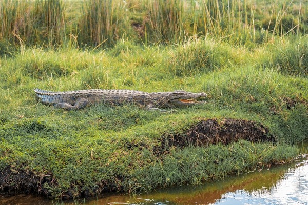 crocodiles-10022535_1280