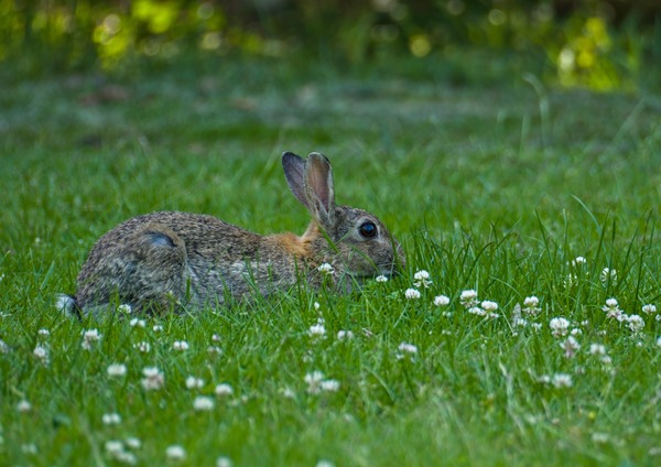 arweltatty-bunny-9658399