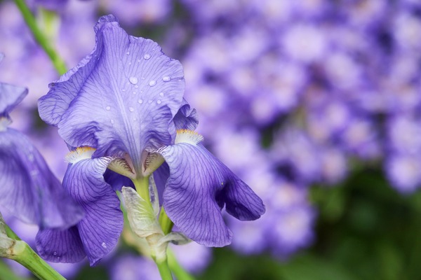 iris-4968987_1920