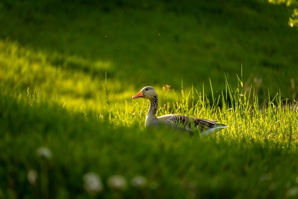 goose-8740266_1280