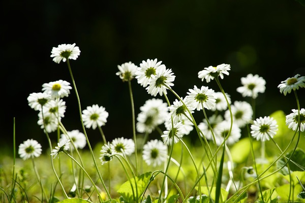 bellis-perennis-6314969_1920