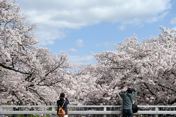cherry-blossoms-5005234_1280