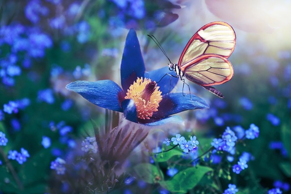 butterfly-4745902_1920