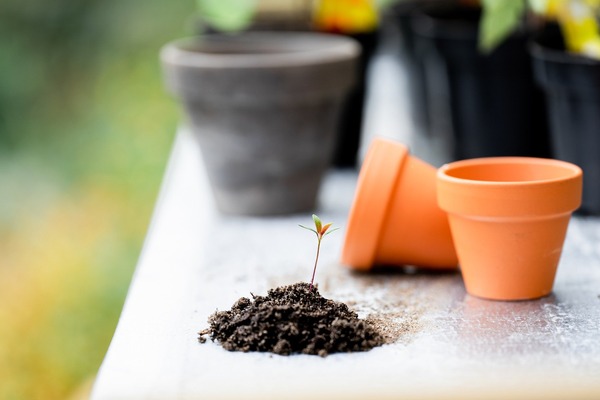 plants-gaa11a5413_1920