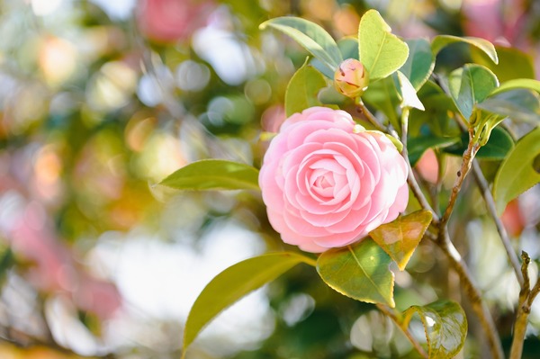 flower-gf99067838_1920
